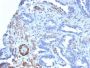Smooth Muscle Myosin Heavy Chain (SM-MHC) (MYH11/2303R), CF594 conjugate, 0.1mg/mL