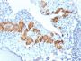 Smooth Muscle Myosin Heavy Chain (SM-MHC) (MYH11/2303R), CF594 conjugate, 0.1mg/mL