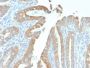 Cytokeratin 19 (KRT19) (Pancreatic Stem Cell Marker) (rKRT19/799), CF594 conjugate, 0.1mg/mL