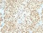 SOX10 (Melanoma Marker) (SOX10/2311R), CF594 conjugate, 0.1mg/mL