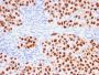 SOX10 (Melanoma Marker) (rSOX10/1074), CF594 conjugate, 0.1mg/mL