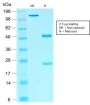 SOX10 (Melanoma Marker) (rSOX10/1074), CF594 conjugate, 0.1mg/mL