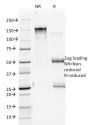 Annexin A1 / (Hairy Cell Leukemia Marker)(5E4/1), CF594 conjugate, 0.1mg/mL