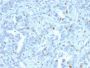 Cyclin A2 (S- & G2-phase Cyclin)(CCNA2/2333), CF594 conjugate, 0.1mg/mL