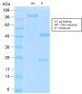 MUC16 / CA125 (Ovarian Carcinoma Marker) (OCA125/2349R), CF594 conjugate, 0.1mg/mL