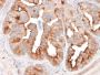 FOLH1 / PSMA (Prostate Epithelial Marker)(FOLH1/2354), CF594 conjugate, 0.1mg/mL
