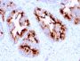 FOLH1 / PSMA (Prostate Epithelial Marker)(FOLH1/2363), CF594 conjugate, 0.1mg/mL