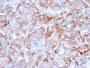CD269 / TNFRSF17 / BCMA (B-Cell Maturation Protein) (BCMA/2366), CF594 conjugate, 0.1mg/mL