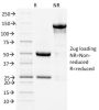 Cycloxygenase-2 (COX-2)(COX2/1941), CF594 conjugate, 0.1mg/mL