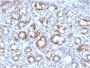 SOX9 / SRY-box 9 (SOX9/2387), CF594 conjugate, 0.1mg/mL