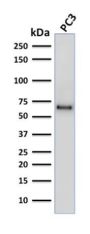 SOX9 / SRY-box 9 (SOX9/2387), CF594 conjugate, 0.1mg/mL