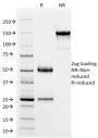 SOX9 / SRY-box 9 (SOX9/2387), CF594 conjugate, 0.1mg/mL