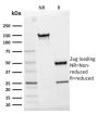 CD25/ IL2RA (Activated Lymphocyte Marker) (IL2RA/2395), CF594 conjugate, 0.1mg/mL