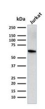 CD5 (Mantle Cell Lymphoma Marker) (CD5/2416), CF594 conjugate, 0.1mg/mL