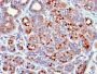 GATA-3 (Breast and Urothelial Marker)(GATA3/2442), CF594 conjugate, 0.1mg/mL