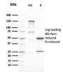 GATA-3 (Breast and Urothelial Marker)(GATA3/2446), CF594 conjugate, 0.1mg/mL