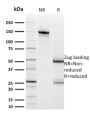 HER-2 / c-erbB-2 / neu / CD340 (ERBB2/2453), CF594 conjugate, 0.1mg/mL