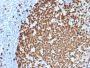 Ki-67 (Proliferating Cell Marker)(MKI67/2461), CF594 conjugate, 0.1mg/mL