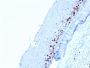 Ki-67 (Proliferating Cell Marker) (MKI67/2462), CF594 conjugate, 0.1mg/mL