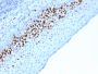 Ki-67 (Proliferating Cell Marker)(MKI67/2463), CF594 conjugate, 0.1mg/mL