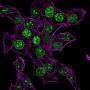 Ki-67 (Proliferating Cell Marker) (MKI67/2465), CF594 conjugate, 0.1mg/mL