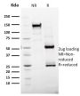 Ki-67 (Proliferating Cell Marker) (MKI67/2465), CF594 conjugate, 0.1mg/mL