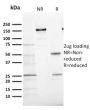 Ki-67 (Proliferating Cell Marker)(MKI67/2466), CF594 conjugate, 0.1mg/mL