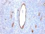 von Willebrand Factor / Factor VIII Related-Ag (Endothelial Marker)(VWF/2480), CF594 conjugate, 0.1mg/mL