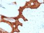 14-3-3 Sigma / Stratifin(CPTC-SFN-2), CF594 conjugate, 0.1mg/mL
