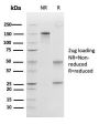Peroxiredoxin 4 (Prognostic Marker for Lung SqCC)(CPTC-PRDX4-2), CF594 conjugate, 0.1mg/mL