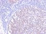Bcl-6 (Follicular Lymphoma Marker)(BCL6/2497R), CF594 conjugate, 0.1mg/mL
