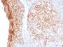 CD73 (Immuno-Oncology Target)(NT5E/2505), CF594 conjugate, 0.1mg/mL