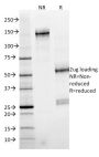 SMAD4 (Pancreatic Adenocarcinoma Marker)(SMAD4/2524), CF594 conjugate, 0.1mg/mL