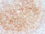 CD73 (Immuno-Oncology Target)(NT5E/2545), CF594 conjugate, 0.1mg/mL