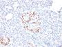 NKX6.1 (Marker for Pancreatic and Duodenal Neuroendocrine Tumors) (NKX61/2561), CF594 conjugate, 0.1mg/mL