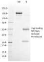 NKX6.1 (Marker for Pancreatic and Duodenal Neuroendocrine Tumors) (NKX61/2561), CF594 conjugate, 0.1mg/mL