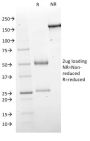 GAD1 / GAD67 (GABAergic Neuronal Marker) (GAD1/2563), CF594 conjugate, 0.1mg/mL