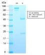 Growth Hormone (Pituitary Marker) (rGH/1450), CF594 conjugate, 0.1mg/mL