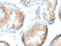 Vinculin (Marker of Age-related Macular Degeneration)(VCL/2573), CF594 conjugate, 0.1mg/mL