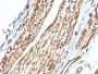Vinculin (Marker of Age-related Macular Degeneration)(VCL/2575), CF594 conjugate, 0.1mg/mL