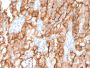 CD10 (Membrane Metalloendopeptidase)(MME/2579), CF594 conjugate, 0.1mg/mL