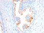 CD10 (Membrane Metalloendopeptidase)(MME/2580), CF594 conjugate, 0.1mg/mL