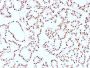Cyclin D1 (G1-Cyclin & Mantle Cell Lymphoma Marker)(CCND1/2593), CF594 conjugate, 0.1mg/mL