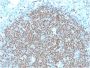 PAX5 / BSAP (Early B-Cell Marker) (PAX5/2595), CF594 conjugate, 0.1mg/mL