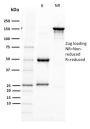 PAX5 / BSAP (Early B-Cell Marker) (PAX5/2595), CF594 conjugate, 0.1mg/mL