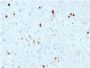 Calretinin / Calbindin 2 (Mesothelioma Marker)(CALB2/2602), CF594 conjugate, 0.1mg/mL