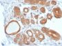 STAT5B(STAT5B/2611), CF594 conjugate, 0.1mg/mL