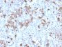Prolactin (Pituitary Tumor Marker)(PRL/2642), CF594 conjugate, 0.1mg/mL