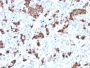 Prolactin (Pituitary Tumor Marker)(PRL/2644), CF594 conjugate, 0.1mg/mL