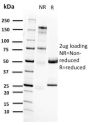 RET Proto-oncogene(RET/2662), CF594 conjugate, 0.1mg/mL